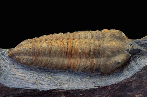 Les trilobites de la Dominelais … et plus encore