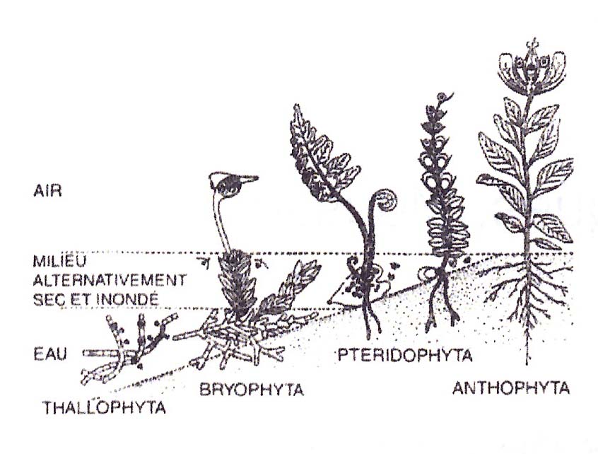 Adaptation-des-plantes