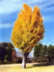 Arbre-Ginkgo