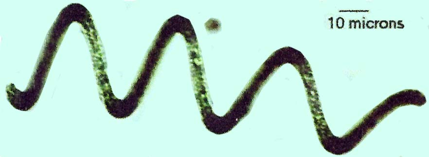 Cyanobacterie