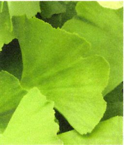 Feuille-Ginkgo