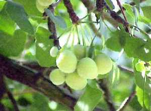 Ginkgo-fruit