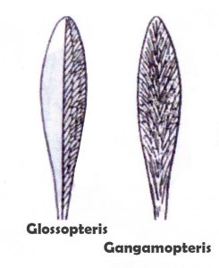 Glossopteris