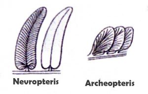 Nevropteris