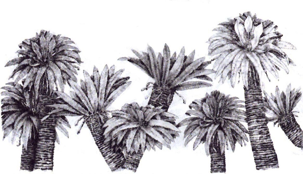 Palmiers