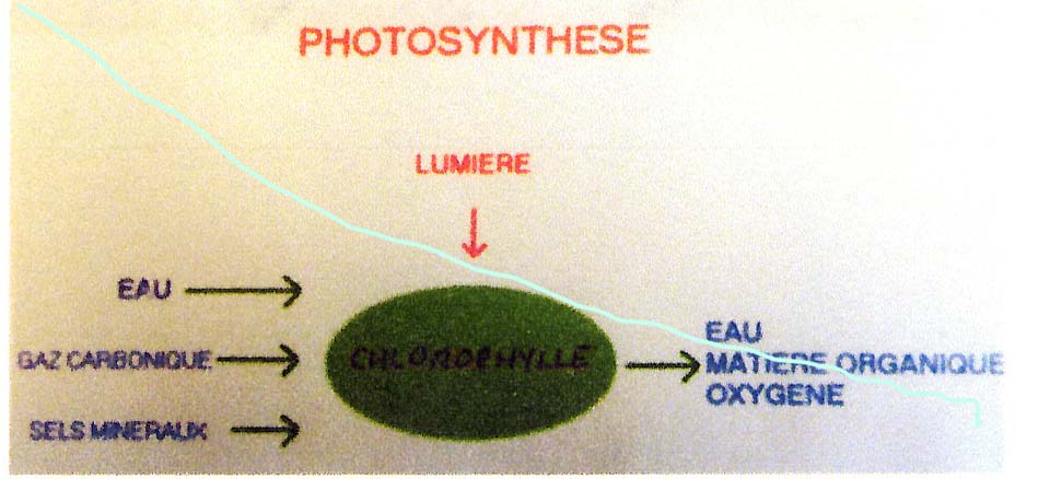 Photosynthèse