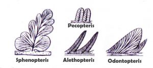 Sphenopteris-2