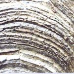 stromatolite blanc