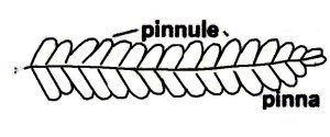 pinnule.