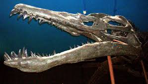 Il était une fois … le Liopleurodon