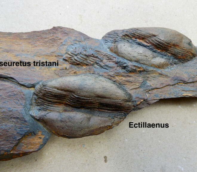 La Dominelais , “La Primaudais” :